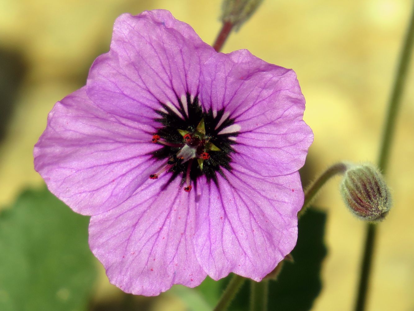 Image of Erodium arborescens specimen.