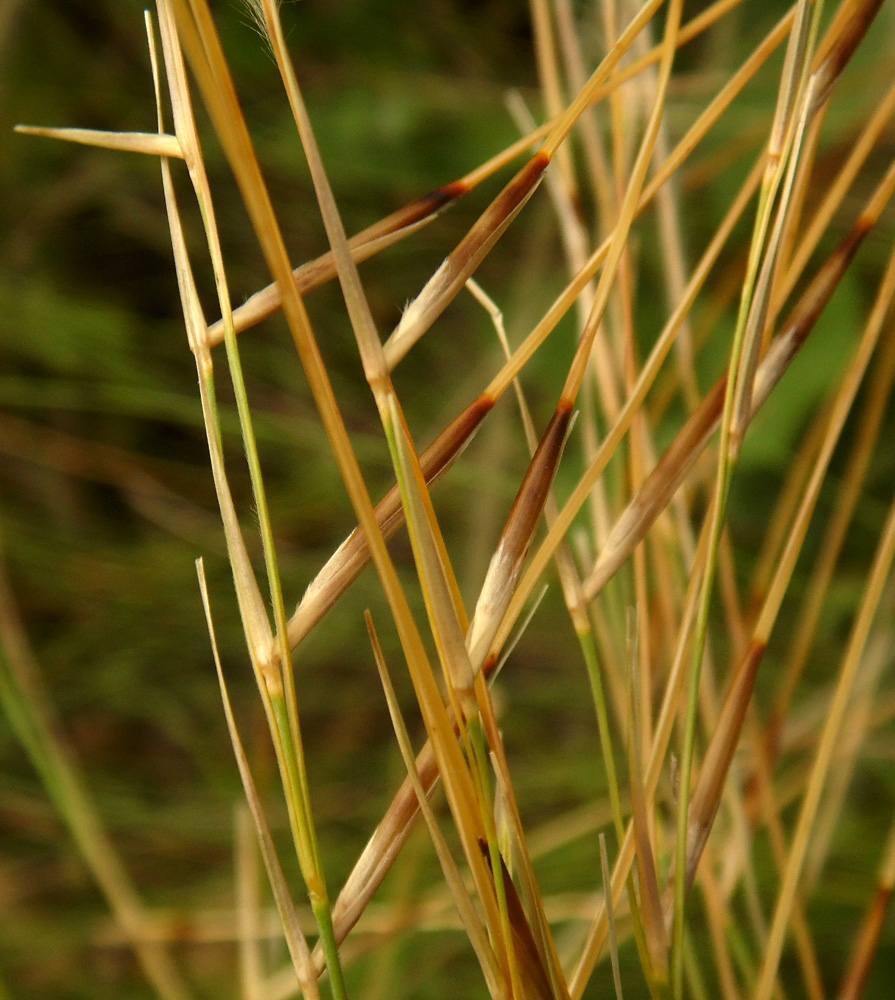 Изображение особи Stipa ucrainica.