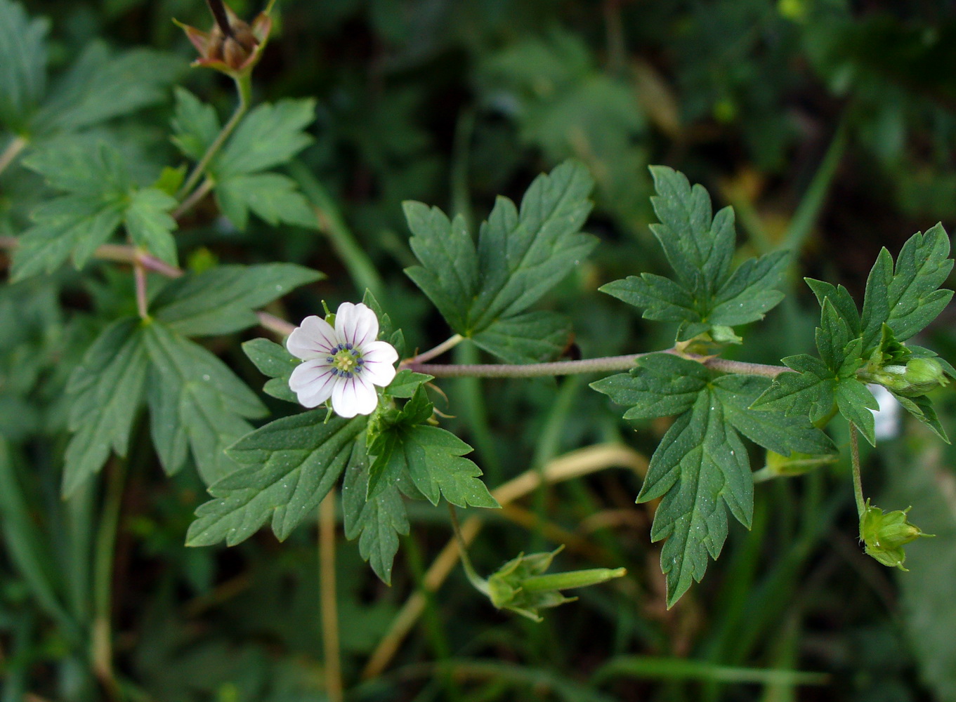 Image of Geranium sibiricum specimen.