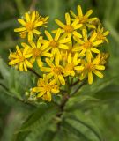 Senecio nemorensis