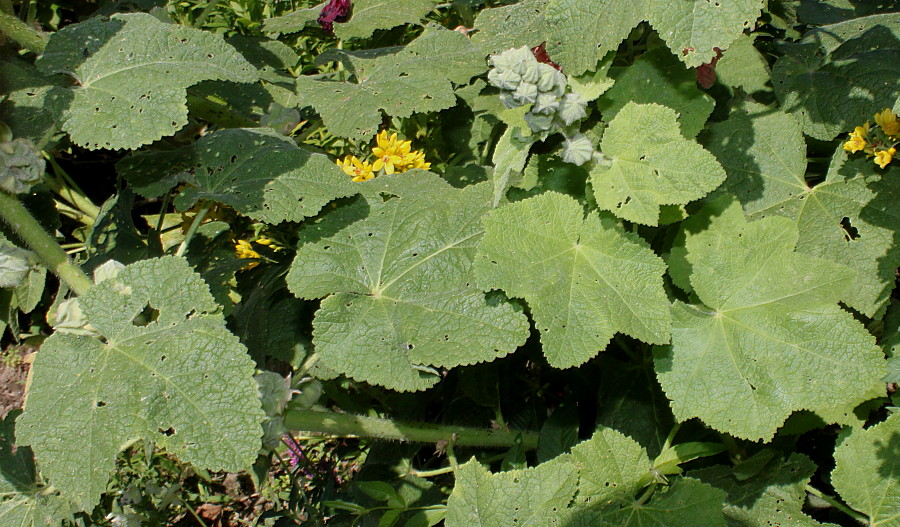 Image of Alcea rosea specimen.