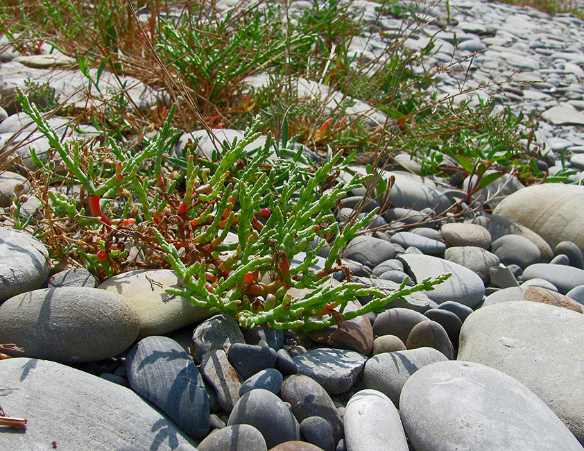 Изображение особи Salicornia perennans.