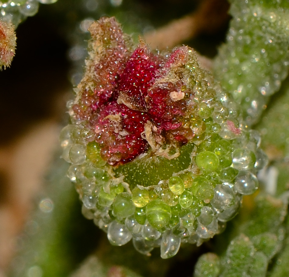 Image of Mesembryanthemum crystallinum specimen.