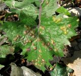 Sonchus oleraceus