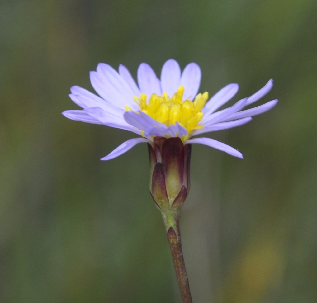 Image of Tripolium pannonicum specimen.