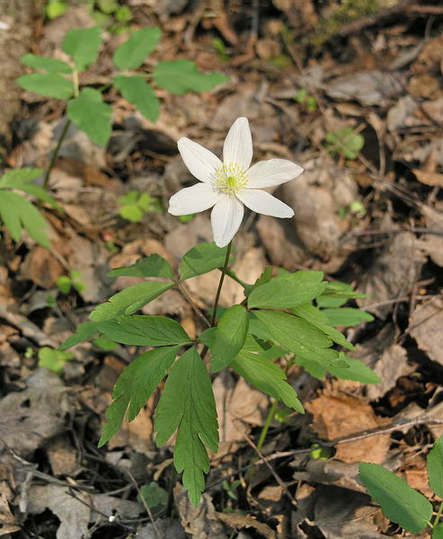 Image of Anemone nemorosa specimen.