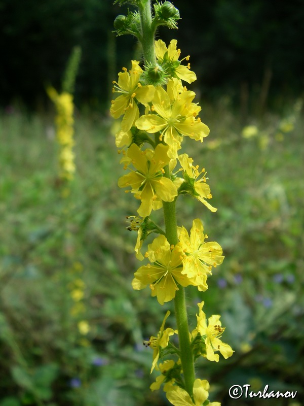 Image of Agrimonia eupatoria ssp. grandis specimen.