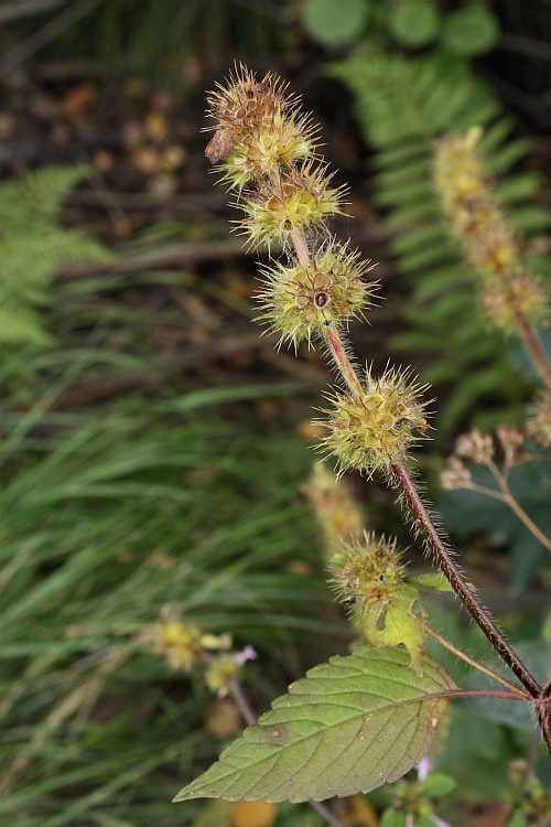 Image of Galeopsis bifida specimen.