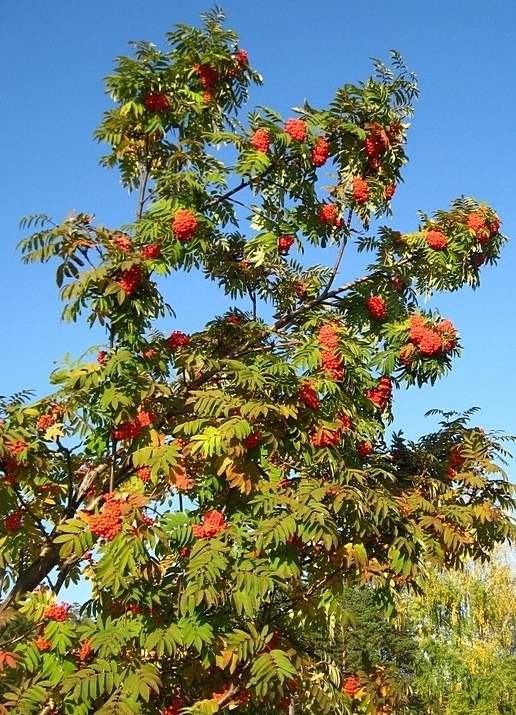 Image of Sorbus sibirica specimen.