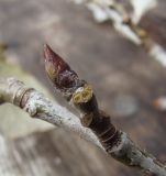 genus Populus