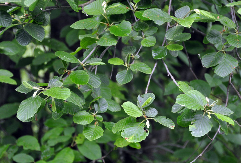 Image of Alnus incana specimen.