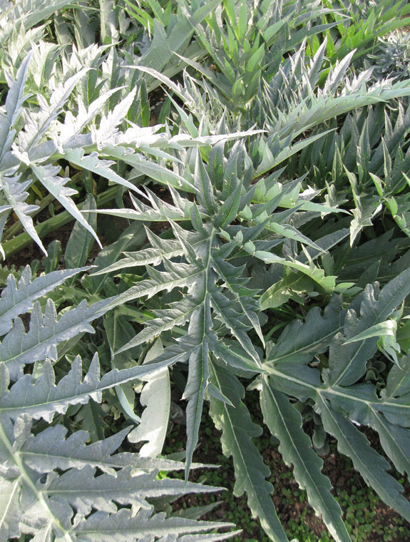 Image of Cynara scolymus specimen.