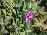 Lathyrus japonicus subspecies pubescens