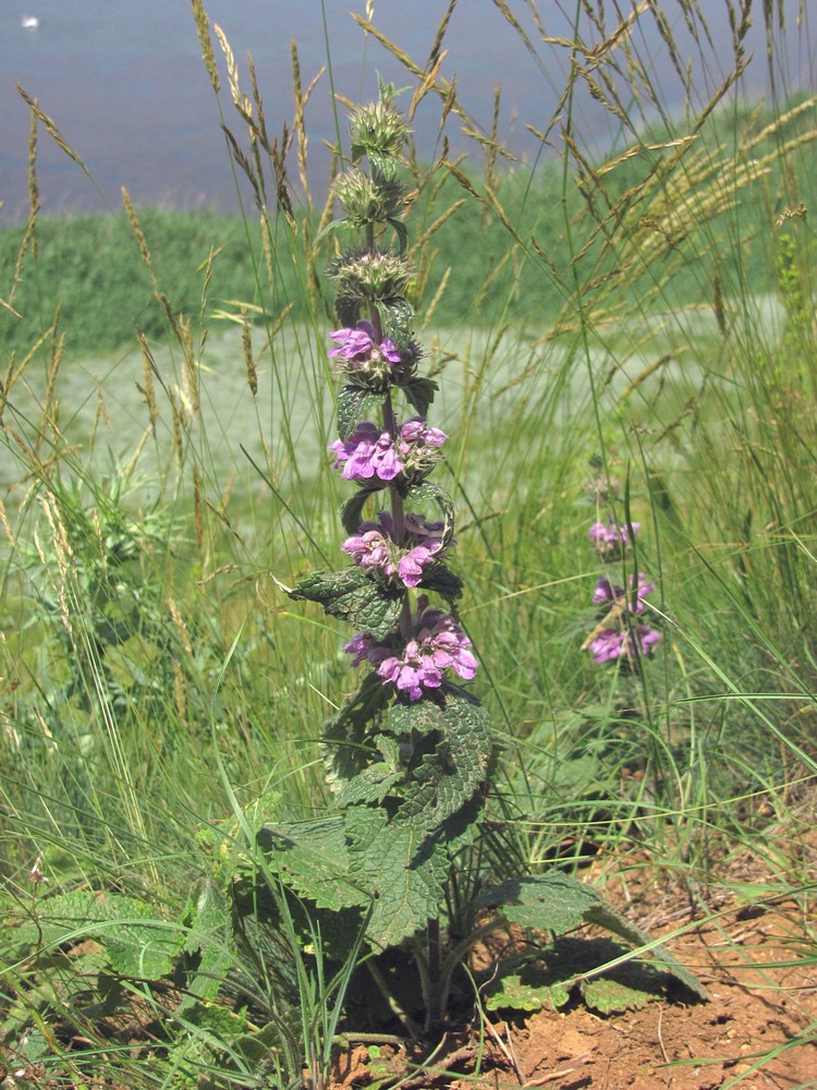 Image of Phlomoides hybrida specimen.