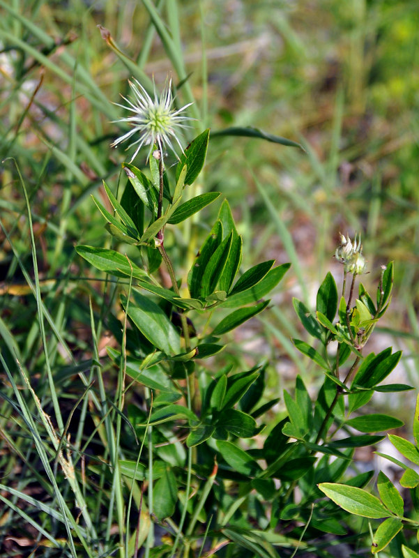 Image of Clematis hexapetala specimen.