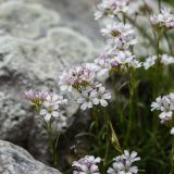 Gypsophila tenuifolia. Верхушки цветущих растений. Адыгея, Майкопский р-н, плато Лаго-Наки, хр. Каменное море, субальпийский луг. 19.07.2015.