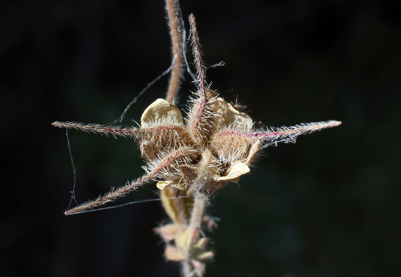 Image of Orthurus kokanicus specimen.