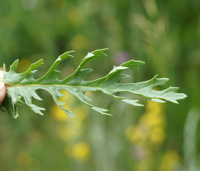 Изображение особи Senecio jacobaea.