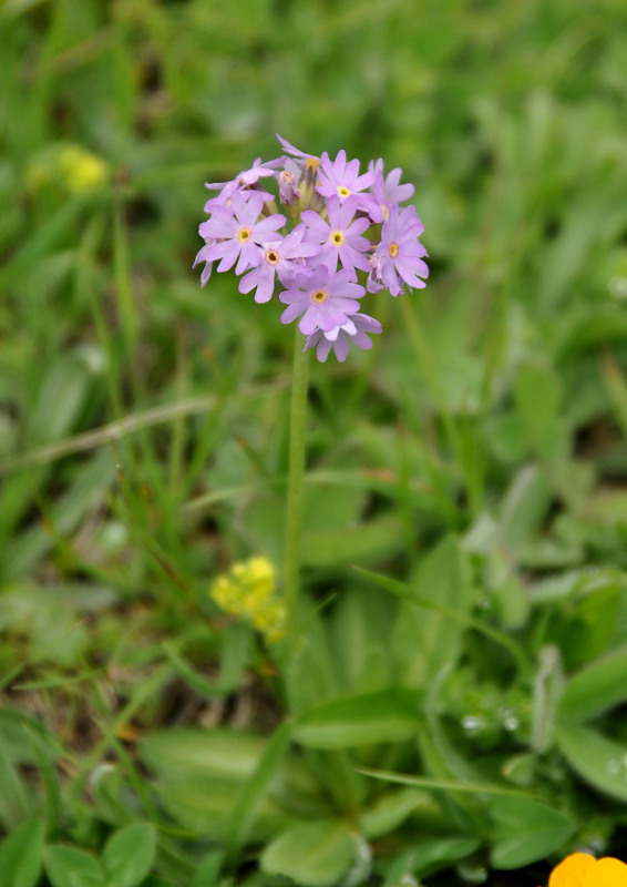 Image of Primula algida specimen.