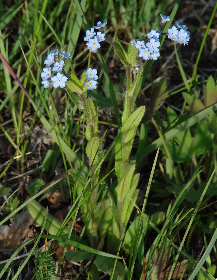 Image of Myosotis imitata specimen.