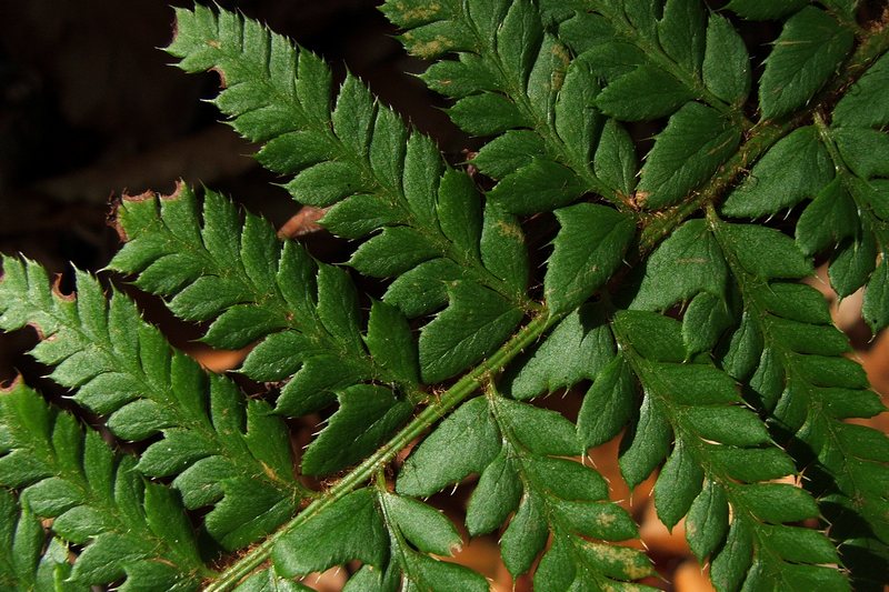 Image of Polystichum aculeatum specimen.