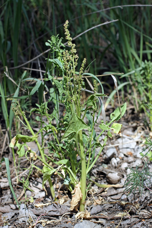 Image of Spinacia turkestanica specimen.