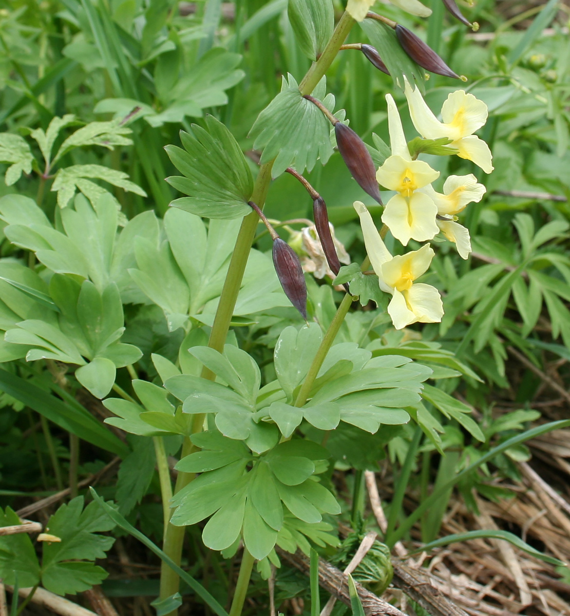 Image of Corydalis bracteata specimen.