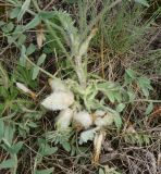 Astragalus testiculatus. Плодоносящее растение. Восточный Казахстан, г. Усть-Каменогорск, восточные окр., Лесхоз, сопка. 19.05.2015.