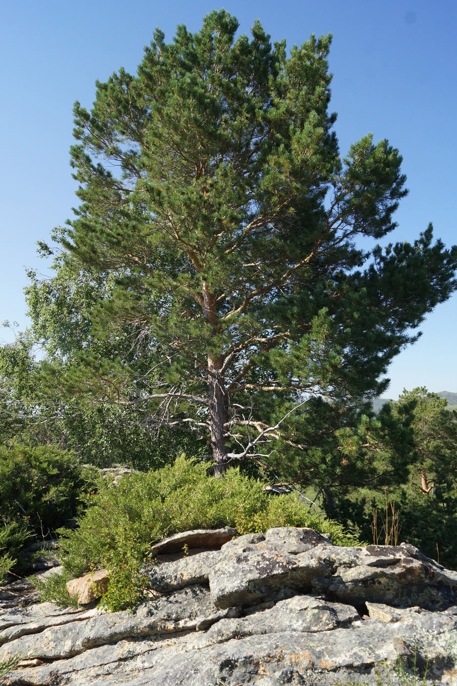 Изображение особи Pinus sylvestris.