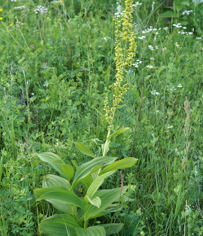 Изображение особи Veratrum lobelianum.