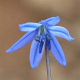 Scilla armena