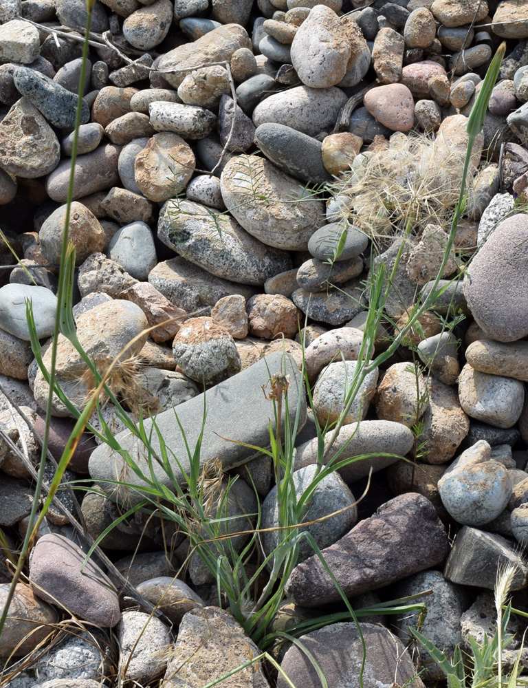 Изображение особи Tragopogon turkestanicus.