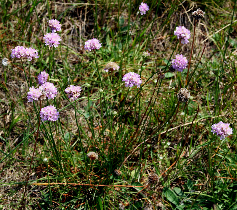 Image of Armeria vulgaris specimen.