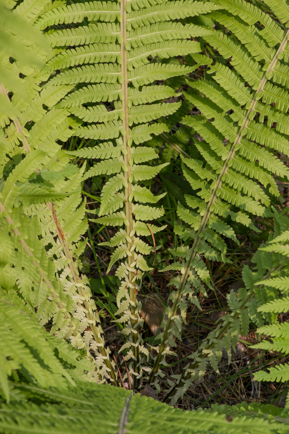 Image of Matteuccia struthiopteris specimen.