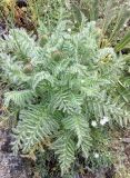 Papaver orientale