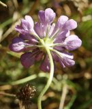 Scabiosa columbaria