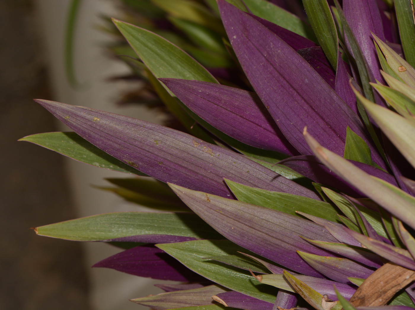 Image of Rhoeo spathacea specimen.