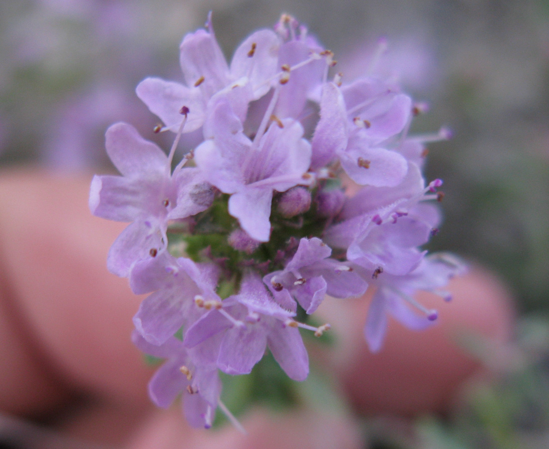 Изображение особи Thymus dubjanskyi.