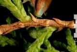 Смотреть изображение Thuja sutchuenensis