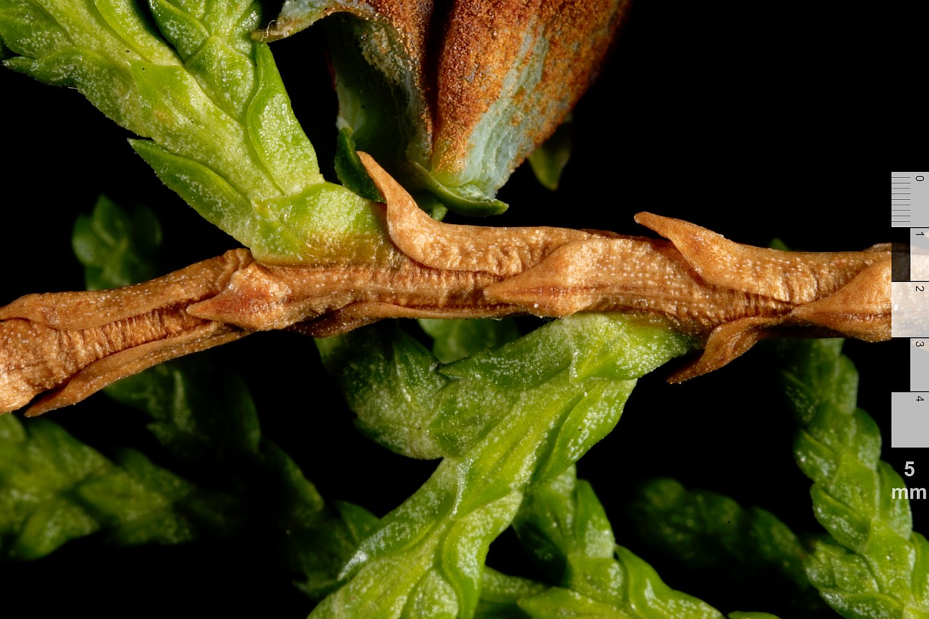 Изображение особи Thuja sutchuenensis.