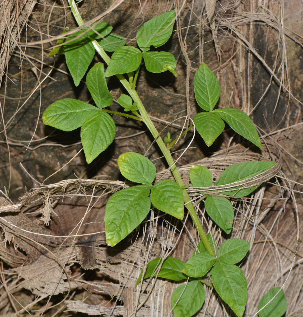 Image of Cleome rutidosperma specimen.