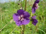 Verbascum phoeniceum