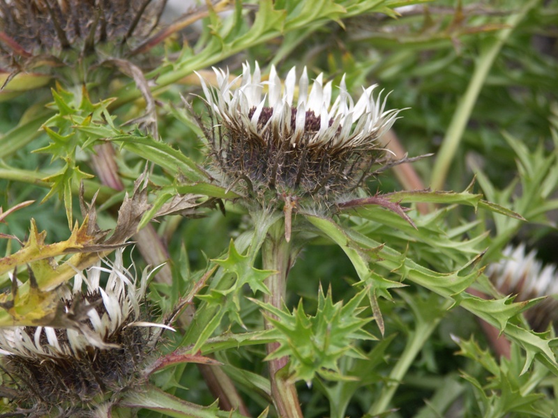 Изображение особи Carlina acaulis.