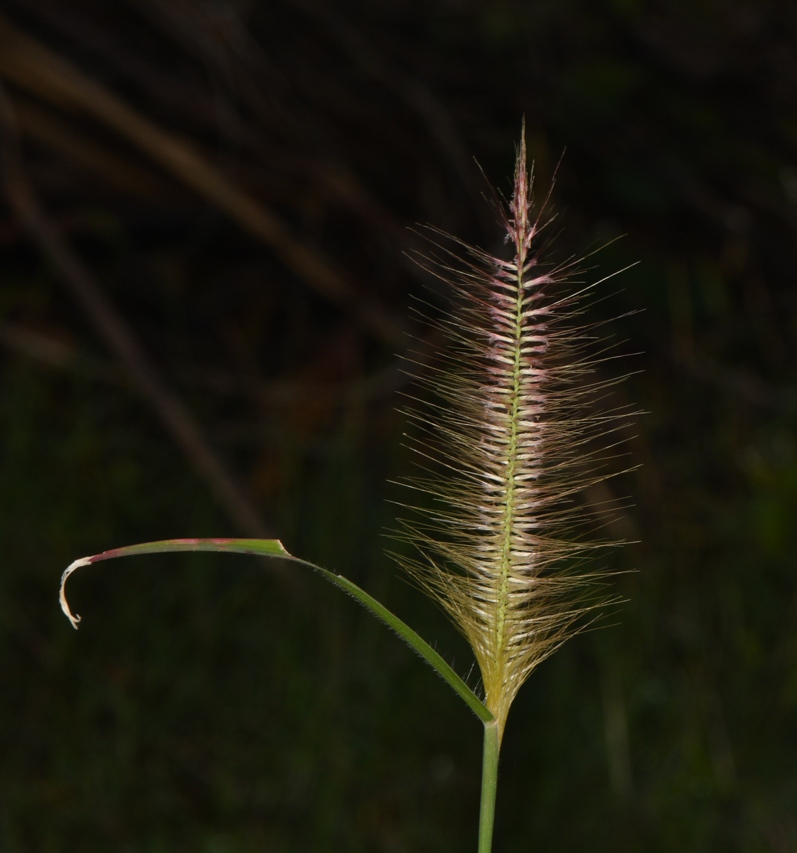 Изображение особи Pennisetum polystachion.