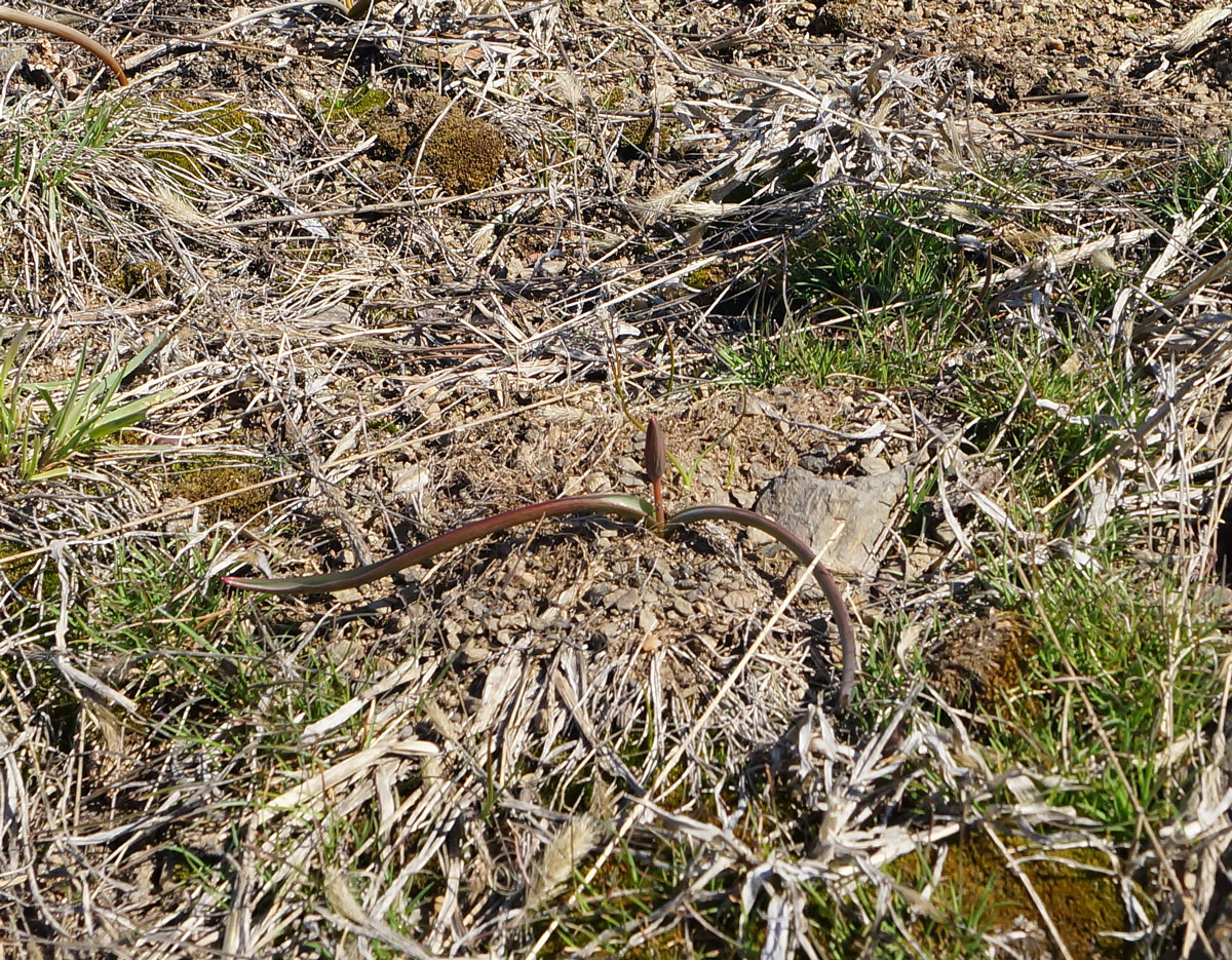 Image of Tulipa patens specimen.