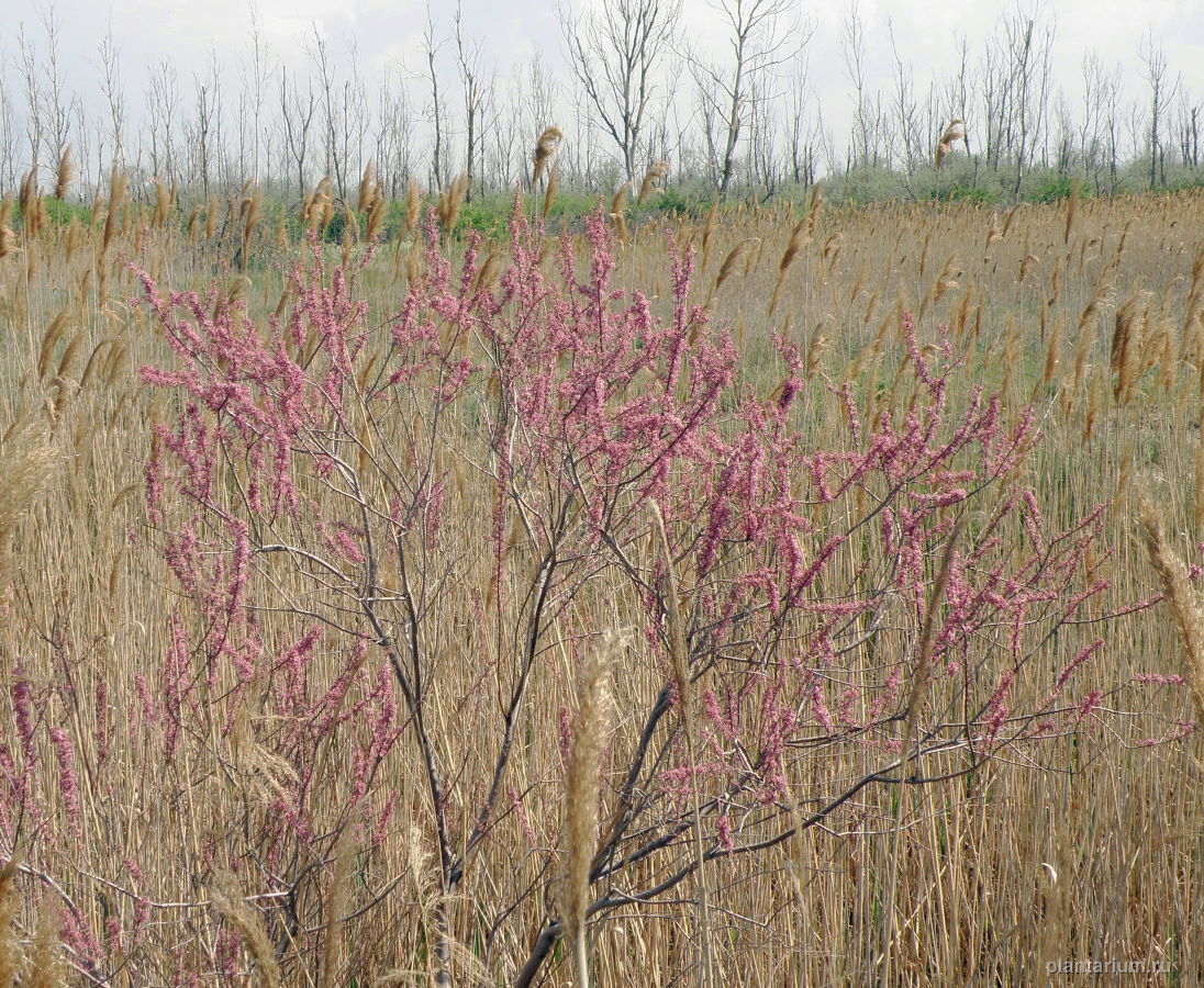 Image of Tamarix laxa specimen.