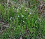 Stellaria holostea. Цветущее растение. Московская обл., Раменский р-н, окр. ж.-д. платформы Хрипань, просека под ЛЭП. 16.05.2017.