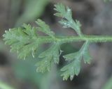 Papaver hybridum