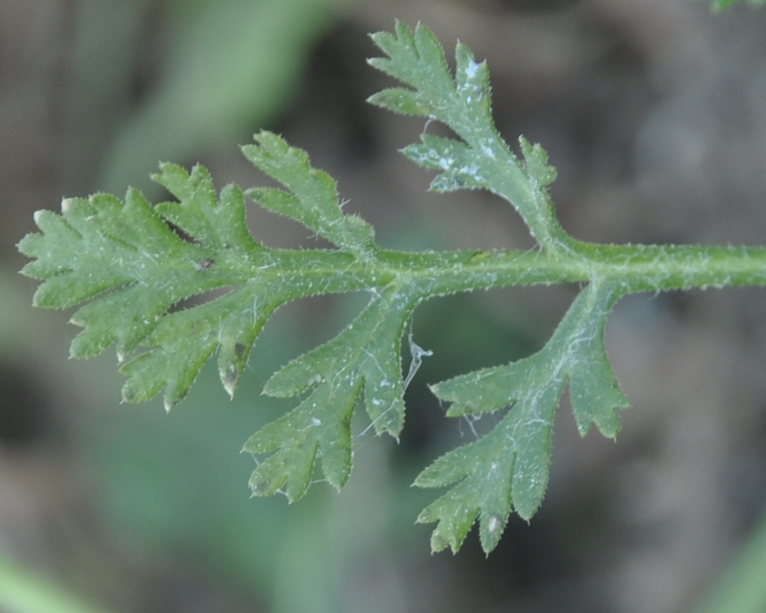 Image of Papaver hybridum specimen.