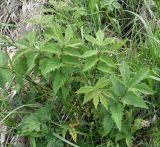 Filipendula ulmaria